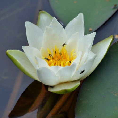 Hardy Water Lily, Waterlily Deva