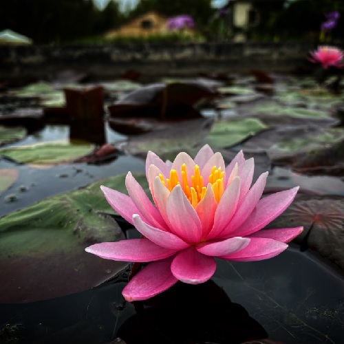 Hardy Water Lily, Waterlily Exquisita