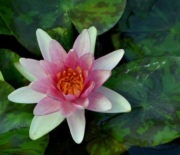 Hardy Water Lily, Waterlily Helen Hariot