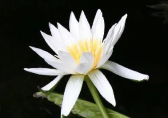 Hardy Water Lily, Waterlily Isa Bella Pring