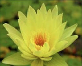 Hardy Water Lily, Waterlily Jamie Lu Skare