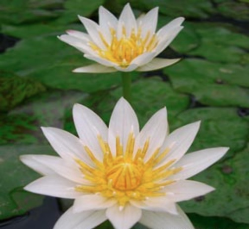 Hardy Water Lily, Waterlily Janice