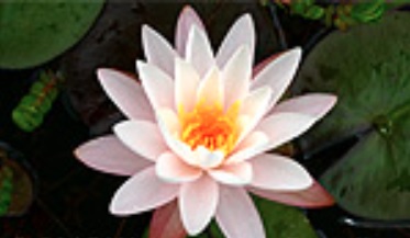 Hardy Water Lily, Waterlily Joyce Hamilton