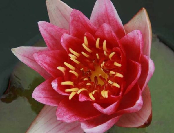 Hardy Water Lily, Waterlily Livingstone