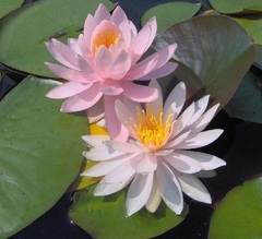 Hardy Water Lily, Waterlily 'Odalisque'