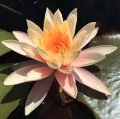 Hardy Water Lily, Waterlily 'Ozark Queen'