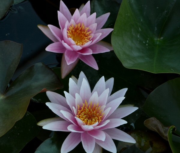 Hardy Water Lily, Waterlily Perrys Pink Delight