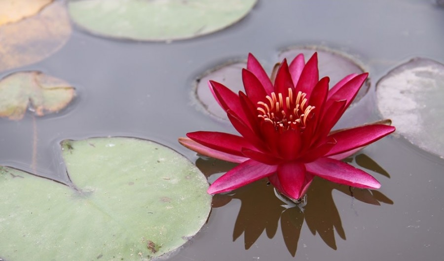 Hardy Water Lily, Waterlily Perrys Red Blaze