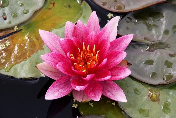 Hardy Water Lily, Waterlily Perrys Stellar Red