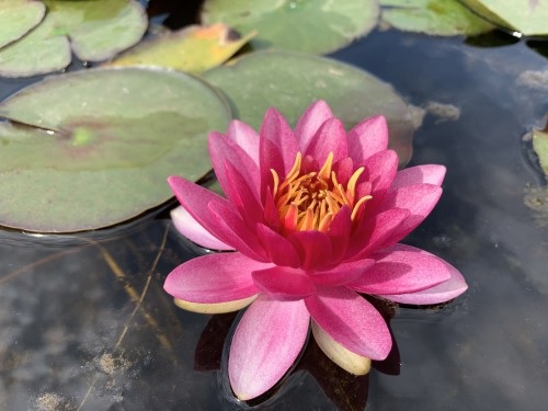 Hardy Water Lily, Waterlily Perrys Strawberry Pink