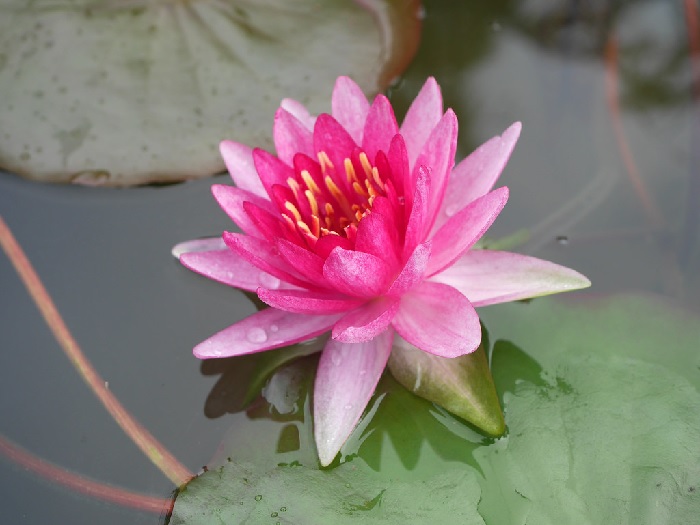 Hardy Water Lily, Waterlily Perrys Super Red