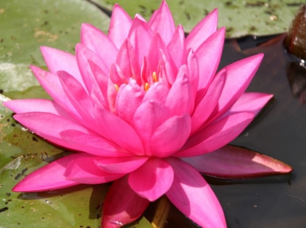 Hardy Water Lily, Waterlily Perrys Super Rose