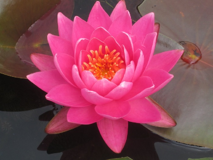 Hardy Water Lily, Waterlily Perrys Vivid Rose
