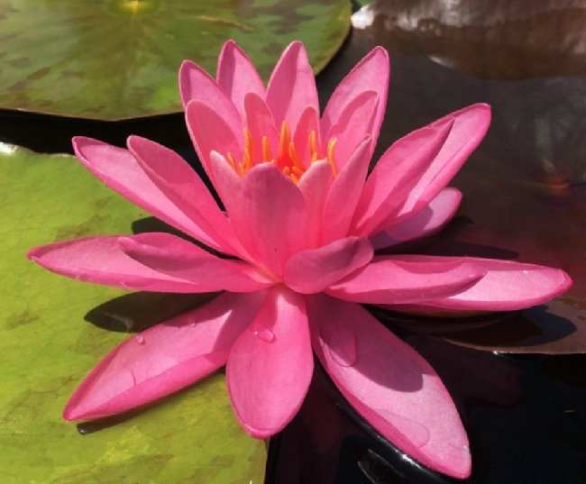 Hardy Water Lily, Waterlily Perrys Viviparous Pink