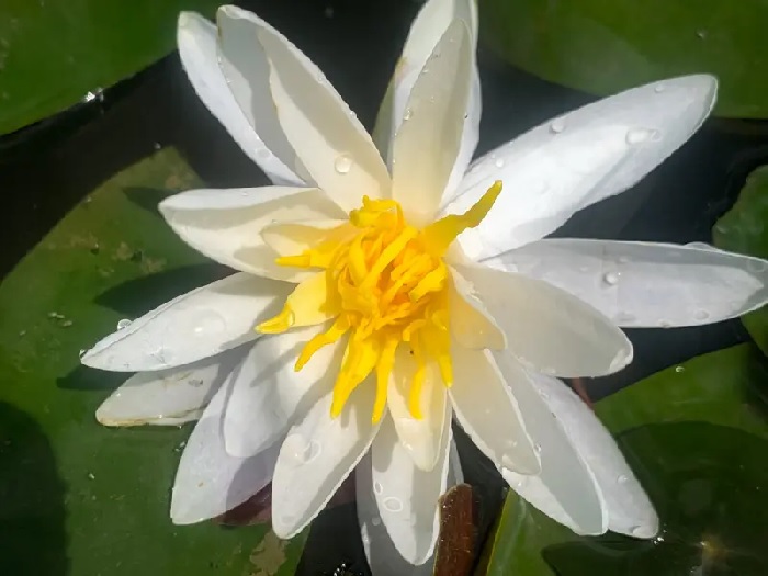 Hardy Water Lily, Waterlily Perrys White Wonder