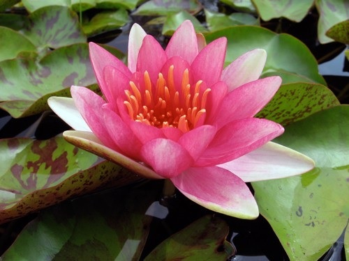 Hardy Water Lily, Waterlily Phoebus