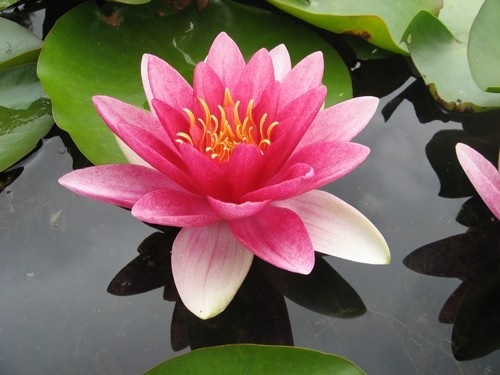 Hardy Water Lily, Waterlily Picciola