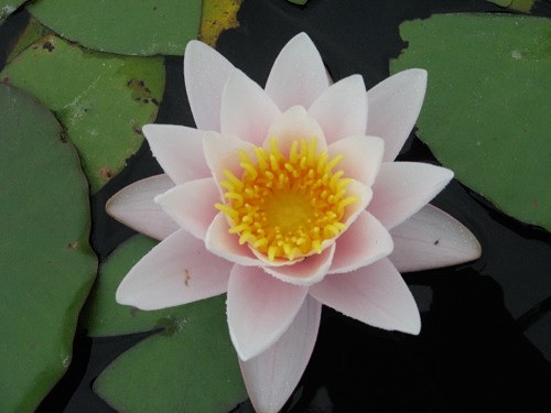 Hardy Water Lily, Waterlily Pink Glory