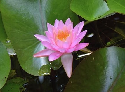 Hardy Water Lily, Waterlily Pink Lady