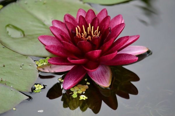 Hardy Water Lily, Waterlily Regal Red