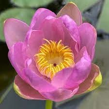 Tropical Day-Blooming Water Lily, Waterlily Andre Leu