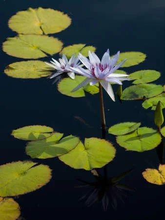 Tropical Day-Blooming Water Lily, Waterlily Bill Frase