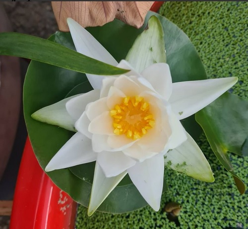 Hardy Water Lily, Waterlily Amy Rose Bell