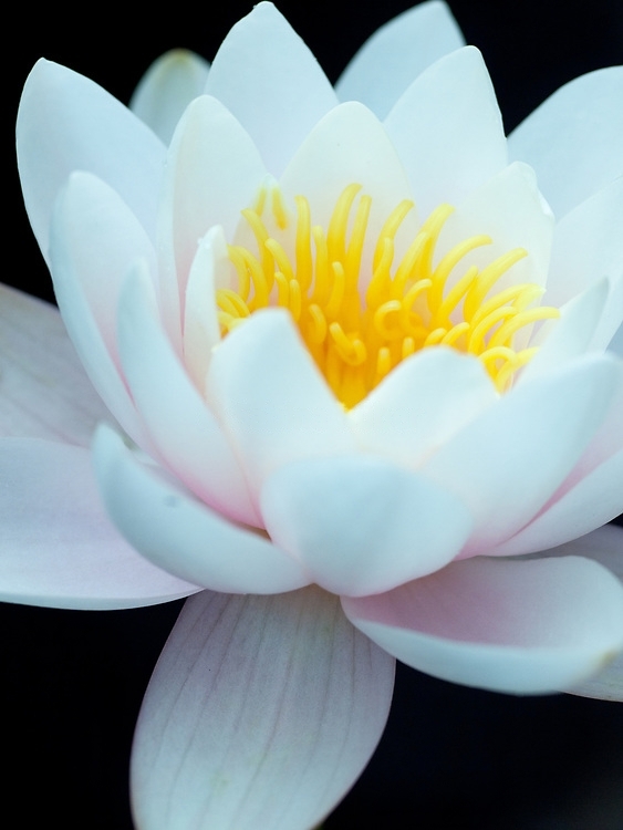 Hardy Water Lily, Waterlily Apple Blossom Pink