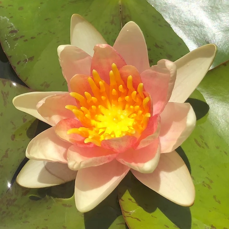 Hardy Water Lily, Waterlily Arcadia Apricot Delight