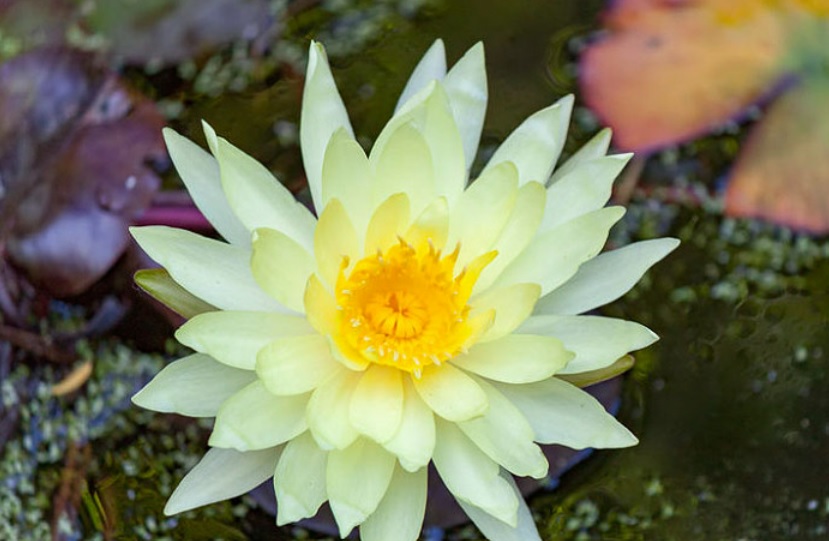 Hardy Water Lily, Waterlily Arcadia Gold