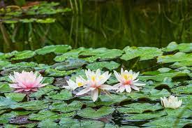 Hardy Water Lily, Waterlily Atrosanguinea