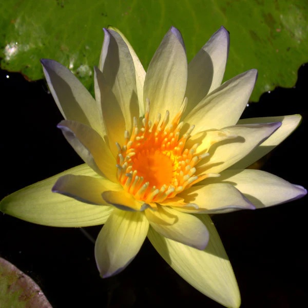 Hardy Water Lily, Waterlily Aunt Emmet