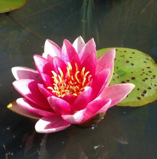 Hardy Water Lily, Waterlily Bee Fork Red