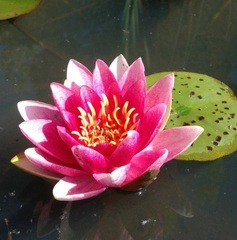 Hardy Water Lily, Waterlily 'Bee Fork Red'