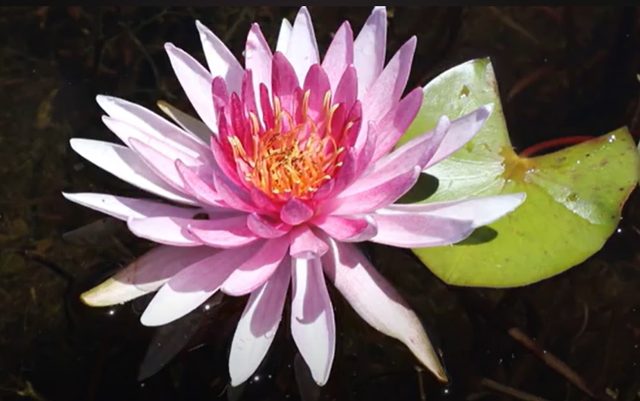Hardy Water Lily, Waterlily Canon M.C. Newth OBE