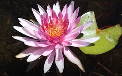 Hardy Water Lily, Waterlily 'Canon M.C. Newth OBE'
