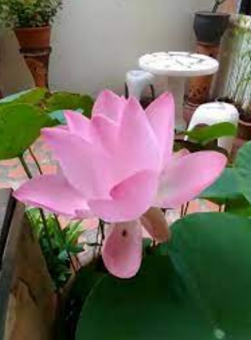 Hardy Water Lily, Waterlily Carisbrookii