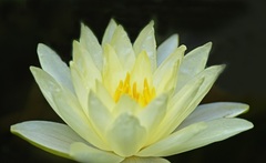 Hardy Water Lily, Waterlily 'Charlotte'