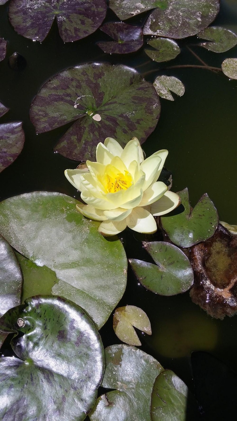 Hardy Water Lily, Waterlily Chromellia