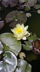 Hardy Water Lily, Waterlily 'Chromellia'