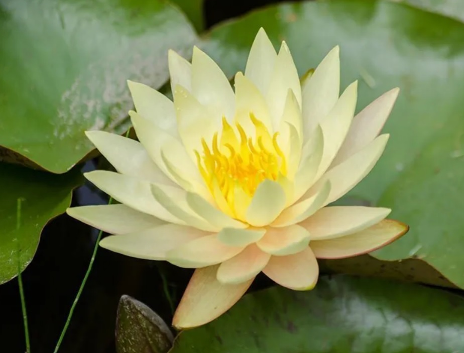 Hardy Water Lily, Waterlily Dawn
