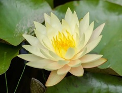 Hardy Water Lily, Waterlily 'Dawn'