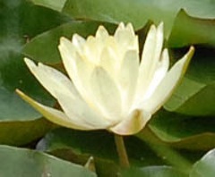 Hardy Water Lily, Waterlily 'Elli Chari'