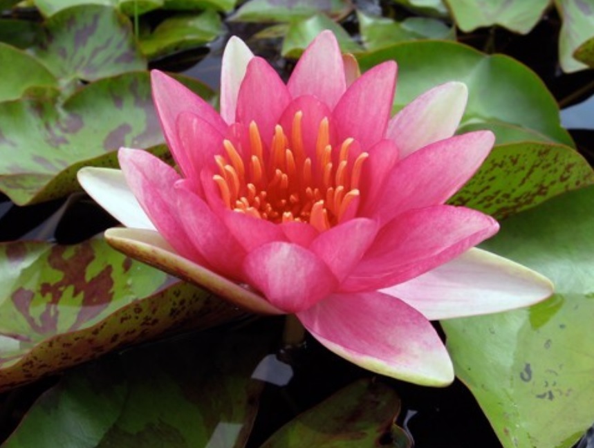 Hardy Water Lily, Waterlily Esmeralda