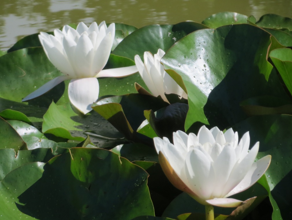 Hardy Water Lily, Waterlily Gracillima Alba