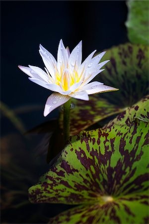 Hardy Water Lily, Waterlily Hawaii