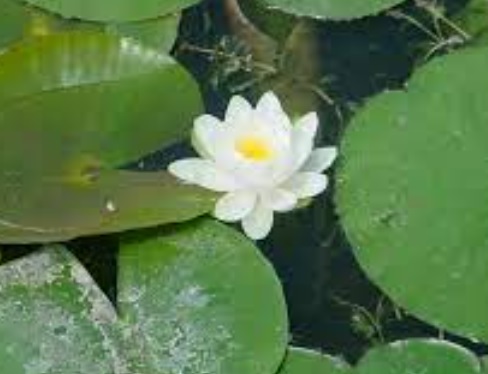 Hardy Water Lily, Waterlily Hopatcong