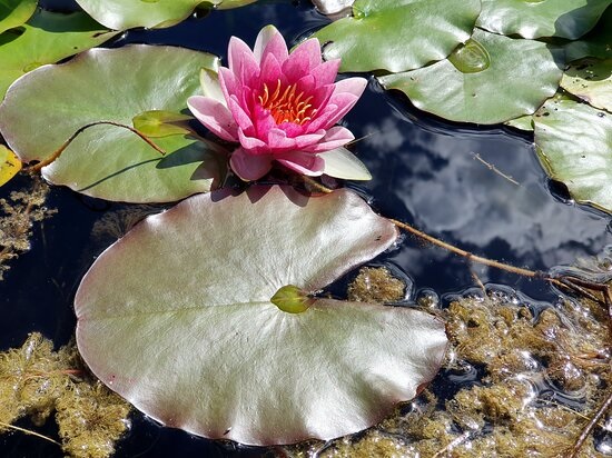 Hardy Water Lily, Waterlily Jean Marie