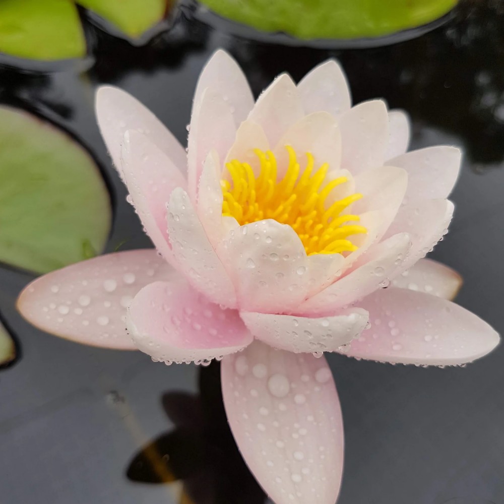 Hardy Water Lily, Waterlily Loose