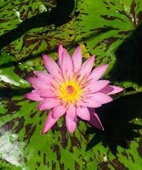 Tropical Day-Blooming Water Lily, Waterlily Julien Decelle
